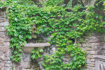 An old stone wall heavily overgrown with greenery in the old park.