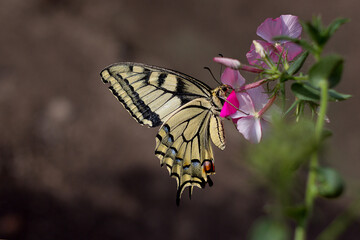 The gorgeous abochka giant sailboa, Papilio cresphontes, feeds on phlox flowers. Beautiful yellow butterfly on pink flowers, on a brown blurred background. Copy space. Passion for entomology