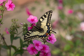 Fototapeta na wymiar Papilio machaon sips nectar from pink phlox. Butterfly and flowers on a blurred floral background in the garden. Butterfly and flowers on a blurred floral background in the garden. Artistically blurry