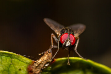 macro shoot of a fly