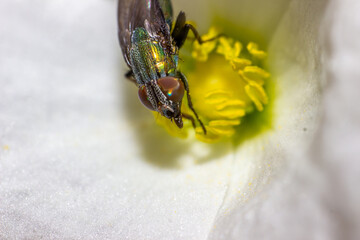 close-up photo of nectar-sucking flies on orchids