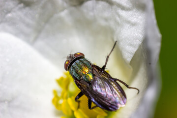 close-up photo of nectar-sucking flies on orchids