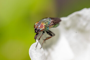 close-up photo of nectar-sucking flies on orchids