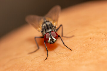 macro shoot of a fly