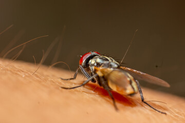 macro shoot of a fly