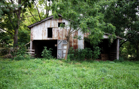 Old Barn, green acres, cattle 