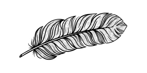 Bird feather sketch. Tribal decorative feather isolated in white background. Hand drawn vector illustration