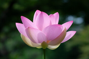 ハス　日本的　仏教　禅