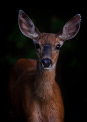 Beautiful female deer in dark forest