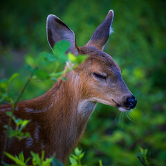 Young Fawn in Evening Light