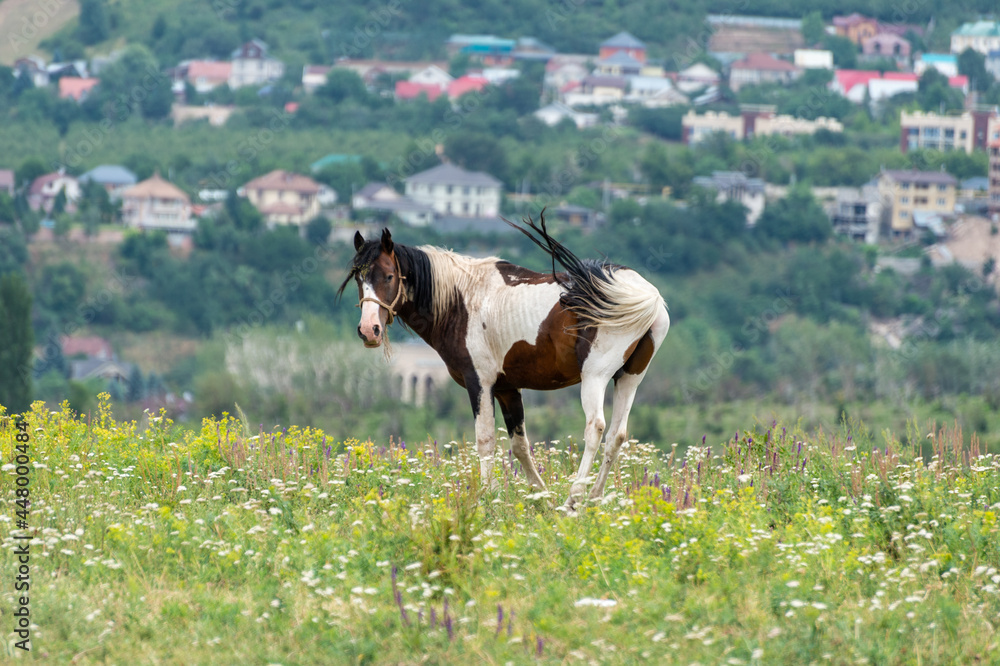 Wall mural horse on the meadow