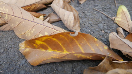 dry leaves that fall on the asphalt road