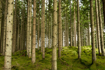 Boras, Sweden A magical pine forest and forest floor.