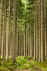 Fototapete bei efototapeten.de bestellen   