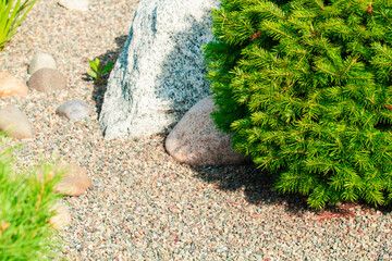 Landscape garden with spruce tree, rock, ornamental growth bushes, gravel, color rock and the sun's...