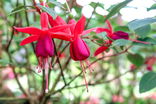 Fuchsia flower or Hummingbird fuchsia or Fuchsia magellanica flower, pink and purple flower.