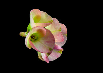 Euphorbia Milii Crown of Thorns