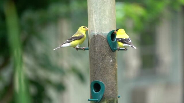 Goldfinches eat nyjer (thistle) seed from a bird feeder in slow motion.