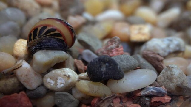 Racer snail moves slowly across aquarium gravel.