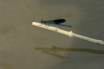 Beautiful demoiselle