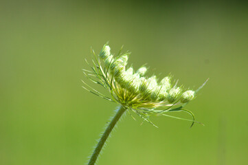 Wild carrot in bloom side closeup view with selective focus background