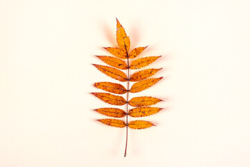 Autumnal Leaf closeup