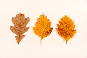 Autumnal Leaves closeup