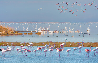 Amazing Lagoon of Akyatan with Bird paradise - Adana, Turkey
