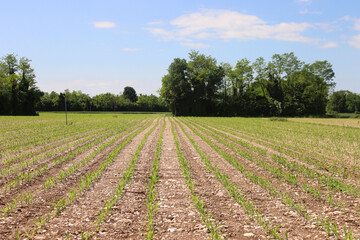 Fototapeta na wymiar Green corn plants growing in row in the field on early summer under blue sky in the italian countryside
