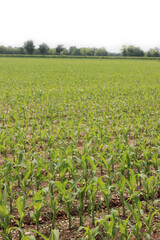 Fototapeta na wymiar Green corn plants growing in row in the field on early summer in the italian countryside
