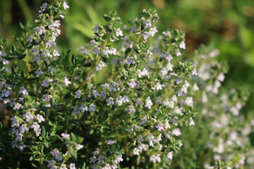 Common Thyme growing with many white flowers in the vegetable garden on springtime. Thymus vulgaris...