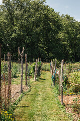 Fototapeta premium Gardens in the summer 