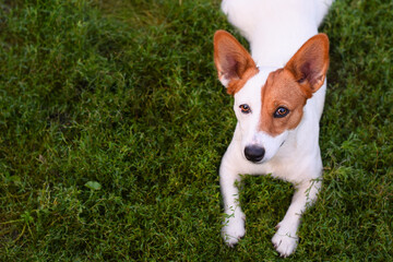 jack russell terrier dog on the green grass. copy space