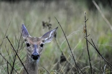 Young deer staring at the camera in the rain