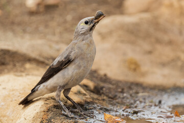 Wattled Starling - Creatophora cinerea, special colored starling from African woodlands and gardens, lake Ziway, Ethiopia.