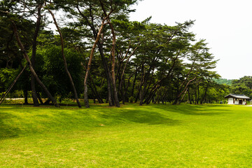 course with trees