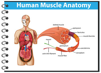 Human muscle anatomy with body anatomy