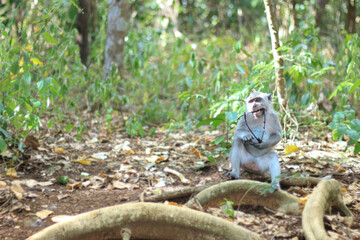 Monkey biting tourist eyeglass