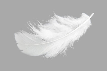 Lightly of White Feather Isolated on Gray Background.