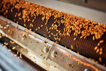 Machine drying wheat grains on conveyor