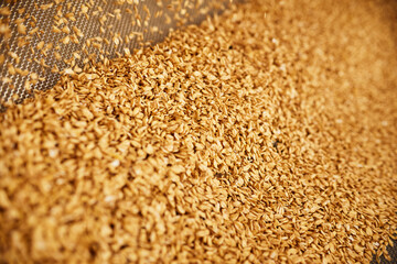 Abundance of golden wheat grains