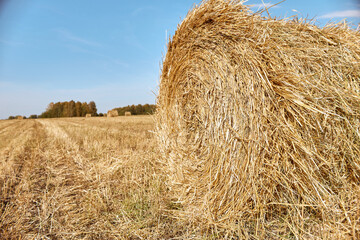 Bales of straw in the field