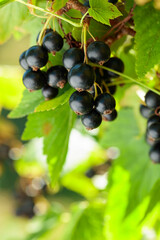 Ripe black currant on a branch in the garden.