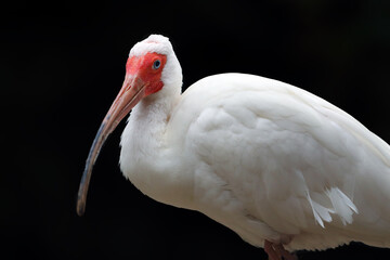 Obraz premium The American White Ibis (Eudocimus albus), portrait of an ibis on a dark background. White water bird with a red face and a long beak on a black background.