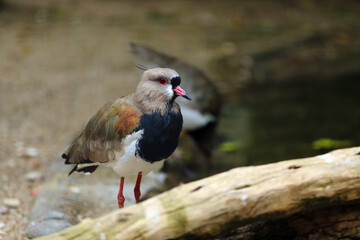 The southern lapwing (Vanellus chilensis) standing near a wooden log. Portrait of a South American Lapwing. Water bird with tuft, black face and chest and red eye.