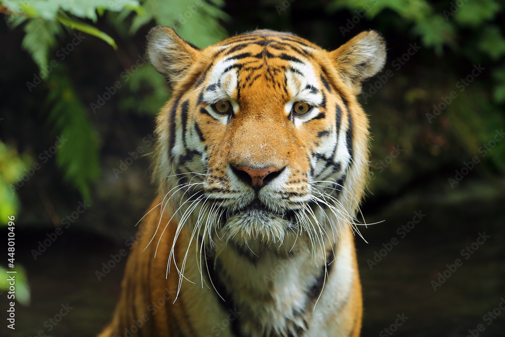 Sticker The Siberian tiger (Panthera tigris tigris), also called the Amur tiger (Panthera tigris altaica) portrait on a dark background. Beautiful male Siberian tiger in warm summer.