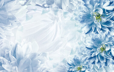 Fototapeta na wymiar flowers blue tulips on light blue background. Close-up. Greeting card. Nature.