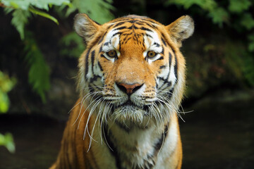 The Siberian tiger (Panthera tigris tigris), also called the Amur tiger (Panthera tigris altaica) portrait on a dark background. Beautiful male Siberian tiger in warm summer.