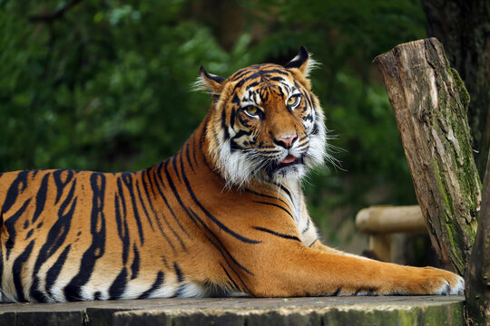 The Sumatran tiger (Panthera tigris sumatrae) sometimes Panthera tigris sondaica, a young tiger in captivity. Photo of a rare tiger in a zoo.