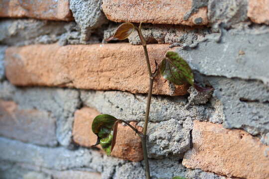 sirih merah is a medicinal plant